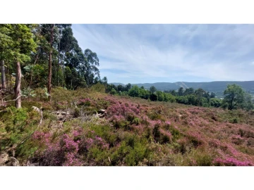 Terreno para Venda em Campo e Sobrado