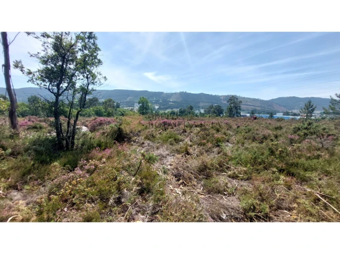 Terreno para Venda em Campo e Sobrado Foto 3