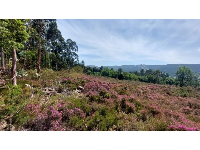 Terreno para Venda em Campo e Sobrado Foto 5