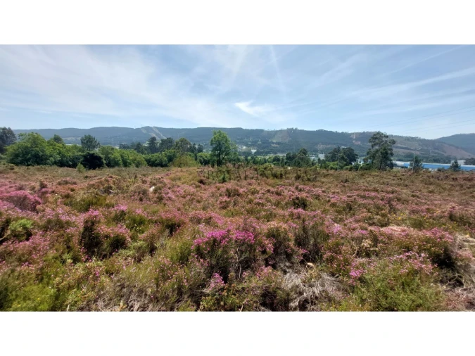 Terreno para Venda em Campo e Sobrado Foto 6