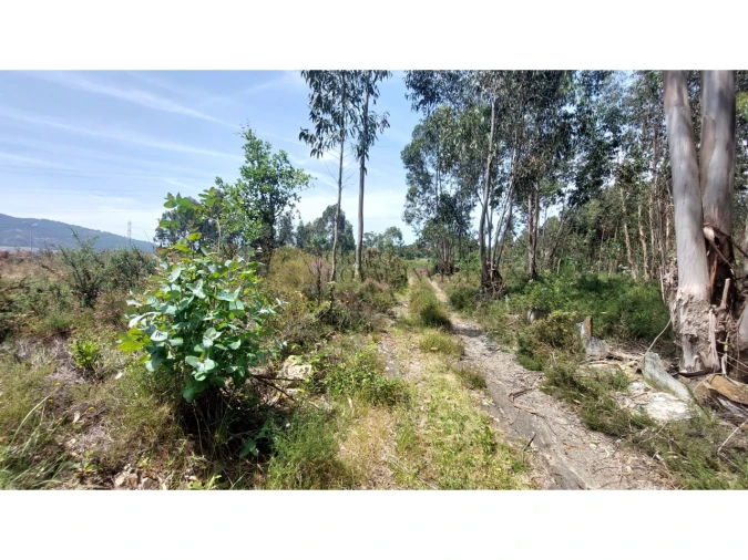 Terreno para Venda em Campo e Sobrado Foto 7