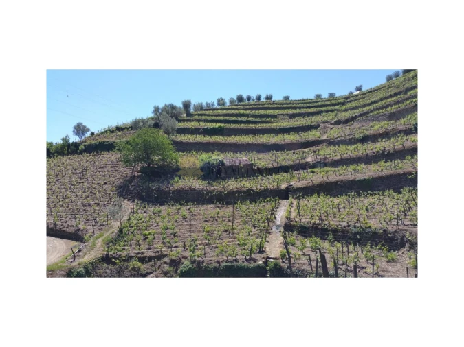 Quinta T0 para Venda em Sever