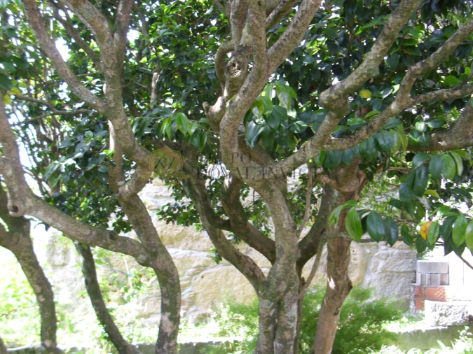 Moradia T8 para Venda em Bem Viver Foto 51