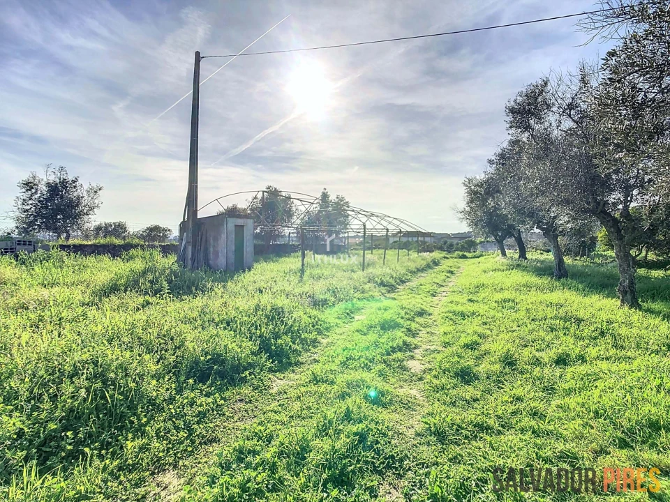 Quinta para Venda em Nossa Senhora da Conceição, São Brás dos Matos, Juromenha Foto 5