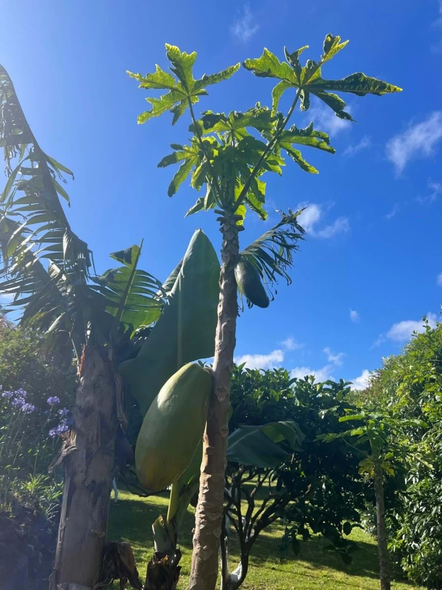 Quinta T7 para Venda em Fenais da Luz Foto 39