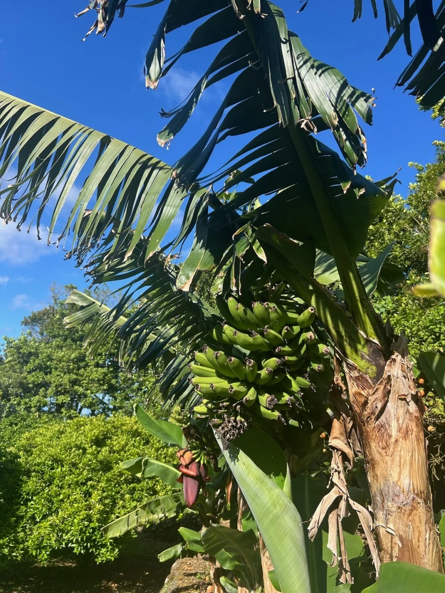 Quinta T7 para Venda em Fenais da Luz Foto 37