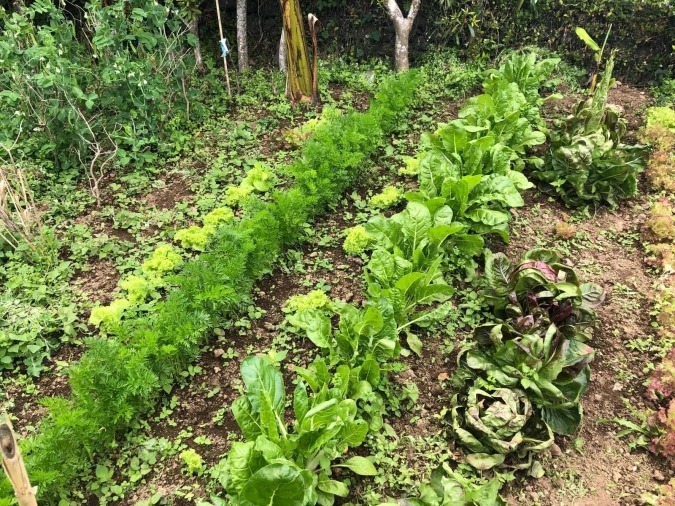 Quinta T7 para Venda em Fenais da Luz Foto 36