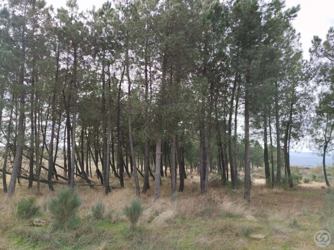 Terreno para Venda em Vilas Boas e Vilarinho das Azenhas