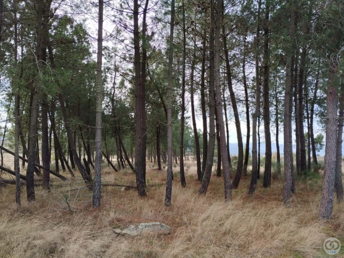 Terreno para Venda em Vilas Boas e Vilarinho das Azenhas Foto 2
