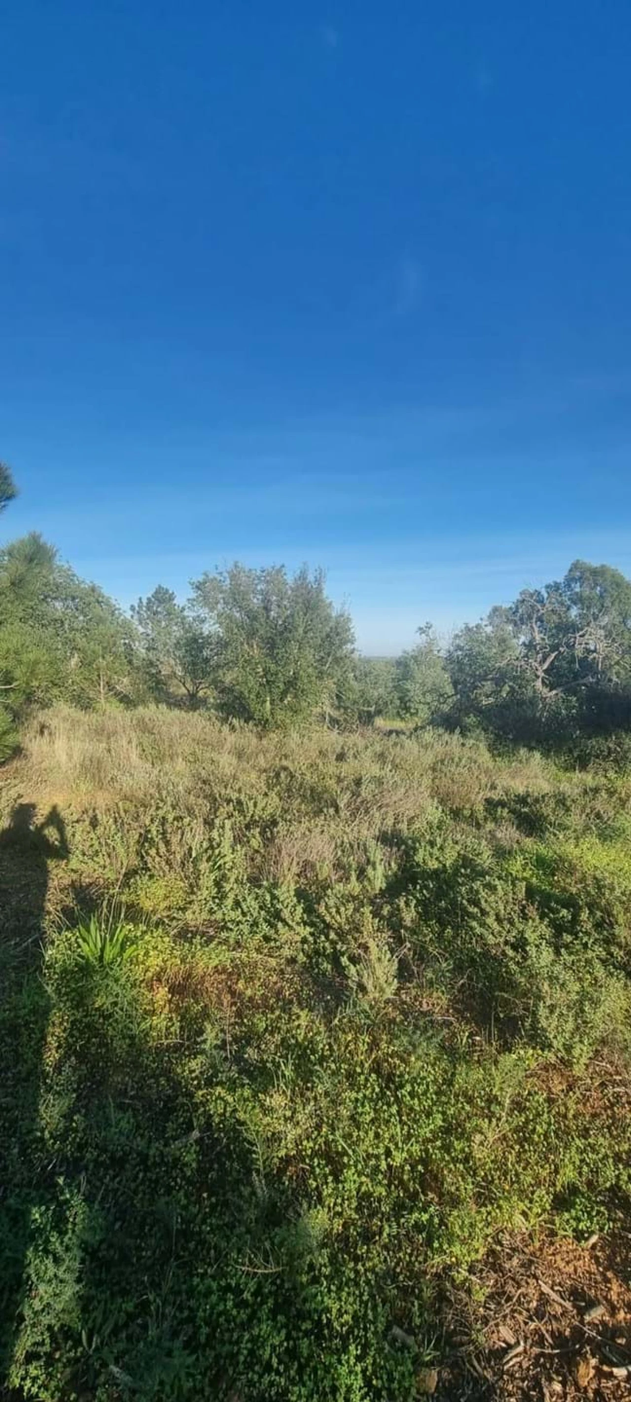 Terreno para Venda em Porches Foto 3