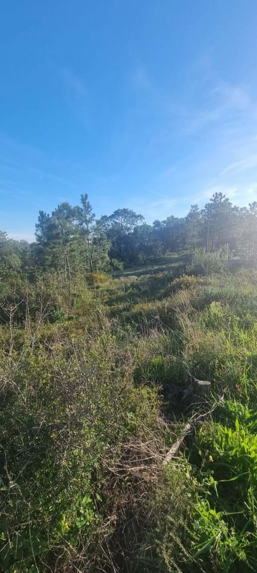 Terreno para Venda em Porches Foto 5