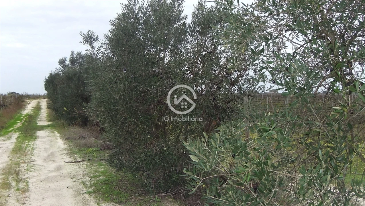 Quinta T0 para Venda em Poceirão e Marateca Foto 22