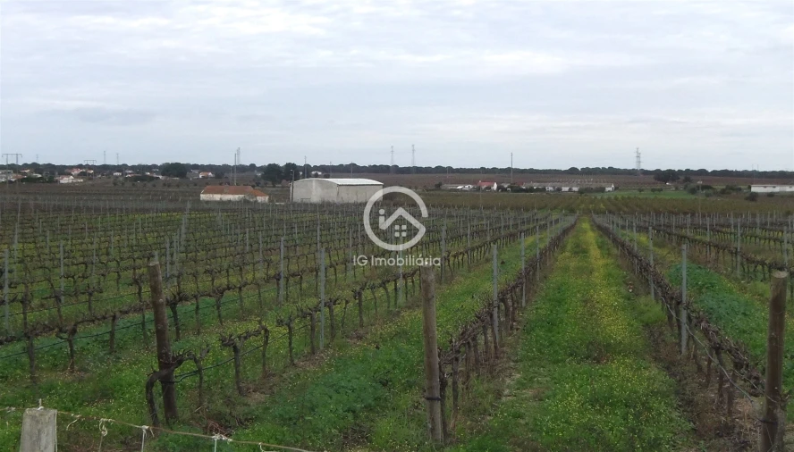 Quinta T0 para Venda em Poceirão e Marateca Foto 19