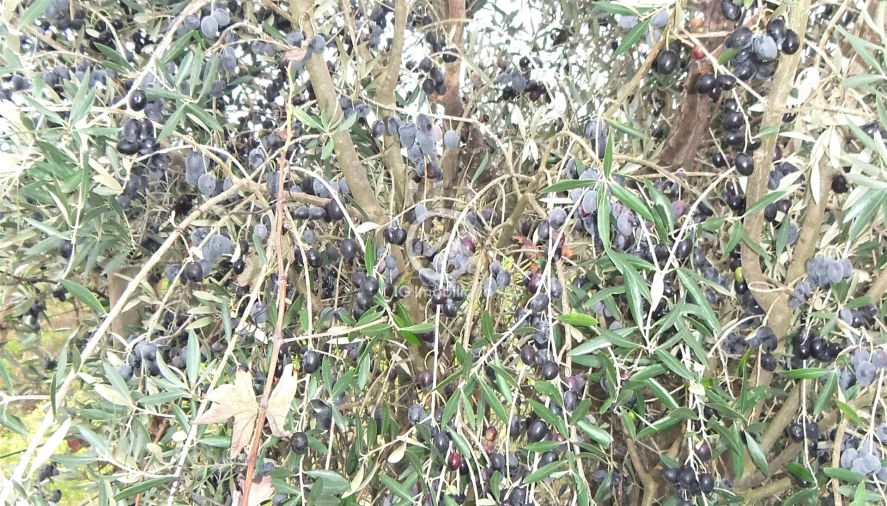 Quinta T0 para Venda em Poceirão e Marateca Foto 21