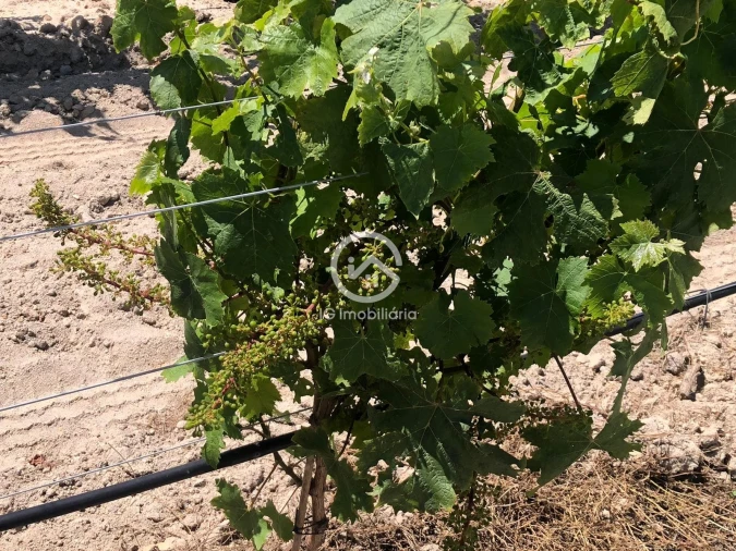 Quinta T0 para Venda em Poceirão e Marateca Foto 2