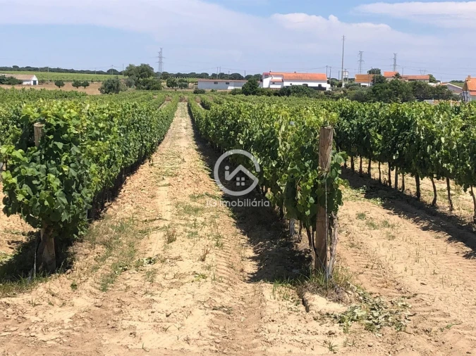 Quinta T0 para Venda em Poceirão e Marateca Foto 3