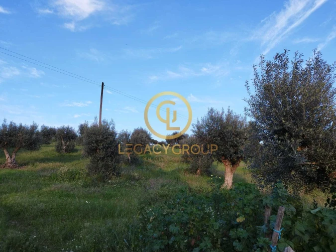 Terreno para Venda em Redondo Foto 13