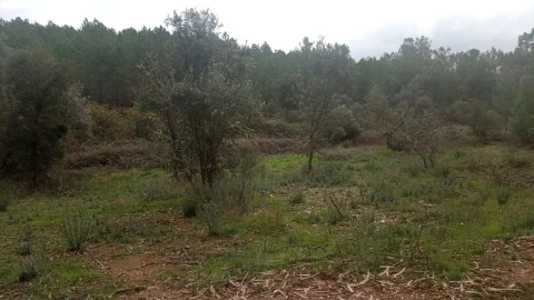 Terreno Agricola ou Rústico para Venda em Cebolais de Cima e Retaxo