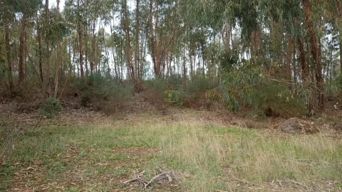 Terreno Agricola ou Rústico para Venda em Cebolais de Cima e Retaxo