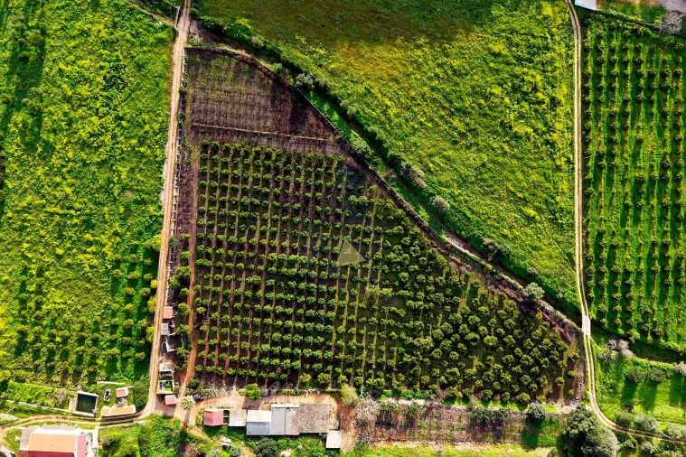 Quinta para Venda em Mexilhoeira Grande Foto 28