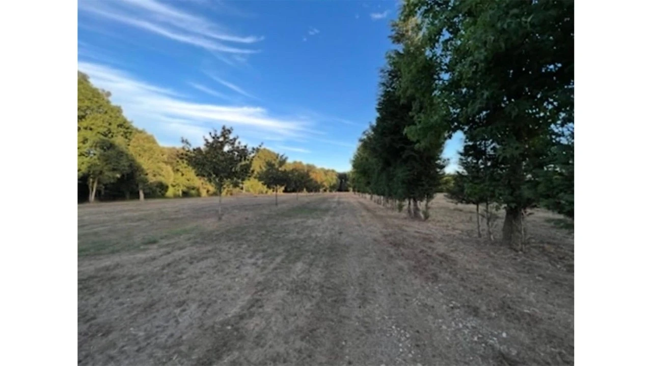 Terreno para Venda em Fragoso Foto 2