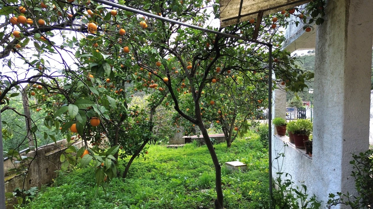 Quinta T4 para Venda em Monchique Foto 6