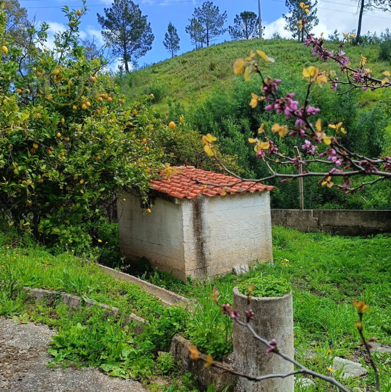 Quinta T4 para Venda em Monchique Foto 13