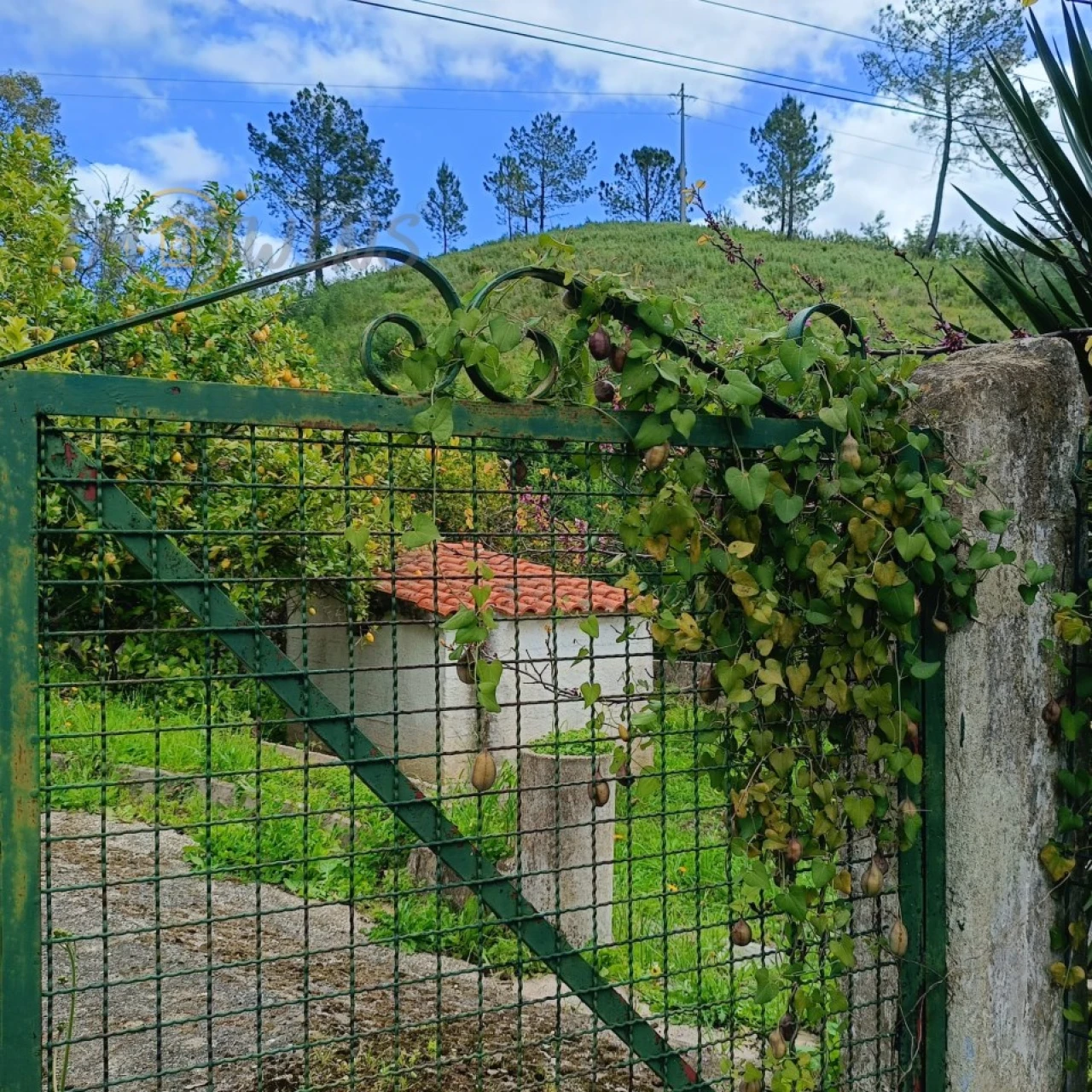 Quinta T4 para Venda em Monchique Foto 34