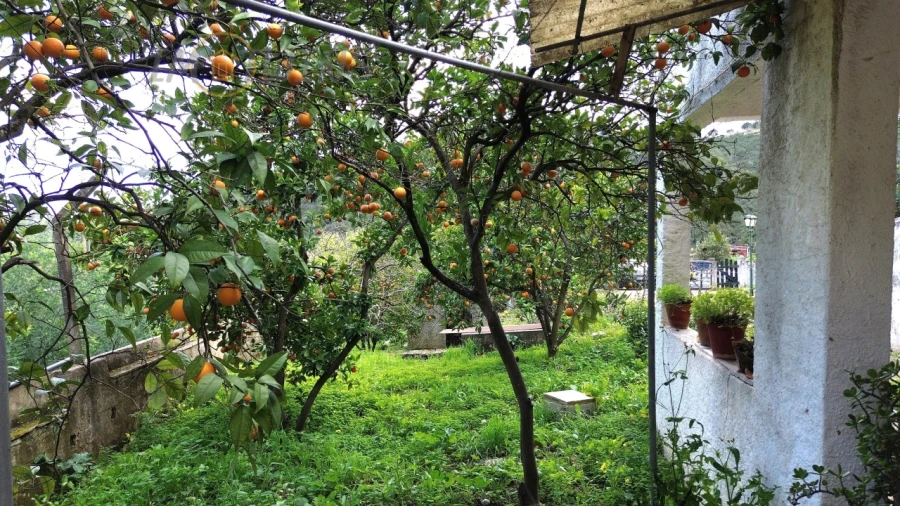 Quinta T4 para Venda em Monchique Foto 6