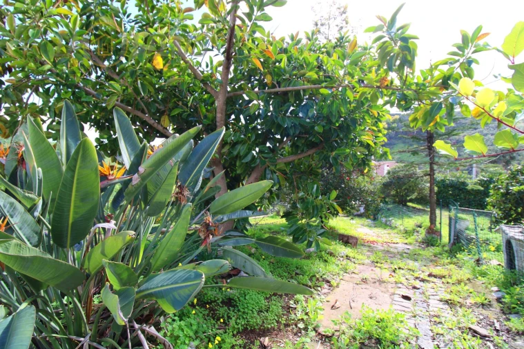 Quinta T4 para Venda em Monchique Foto 7