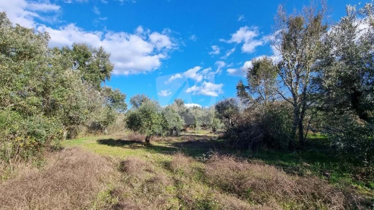 Terreno Agricola ou Rústico para Venda em Sarzedas Foto 6