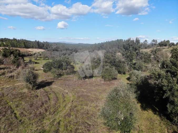 Terreno Agricola ou Rústico para Venda em Sarzedas Foto 11