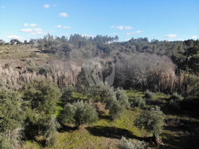 Terreno Agricola ou Rústico para Venda em Sarzedas Foto 12