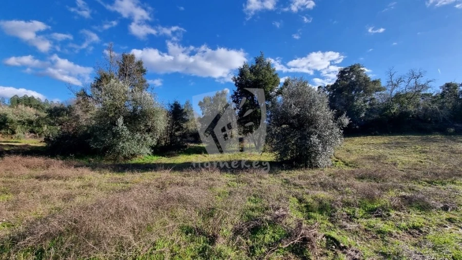 Terreno Agricola ou Rústico para Venda em Sarzedas Foto 5