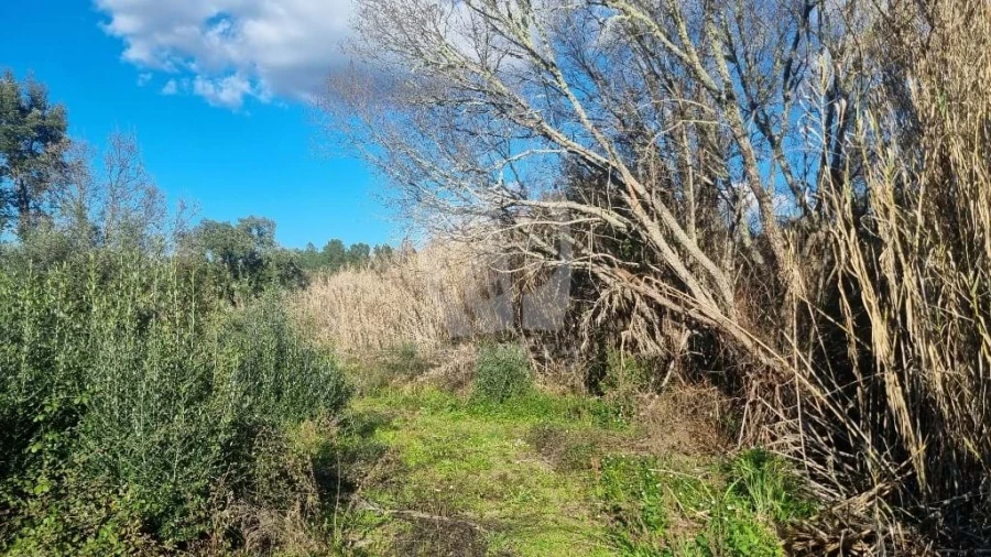Terreno Agricola ou Rústico para Venda em Sarzedas Foto 8