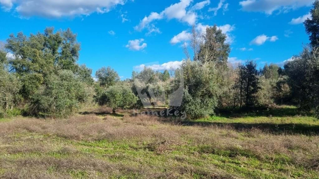Terreno Agricola ou Rústico para Venda em Sarzedas Foto 3