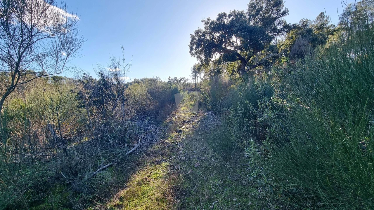 Terreno Agricola ou Rústico para Venda em Sarzedas Foto 18