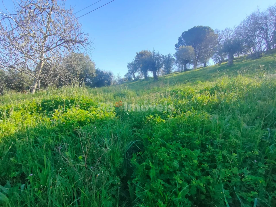 Terreno para Venda em Além da Ribeira e Pedreira Foto 6