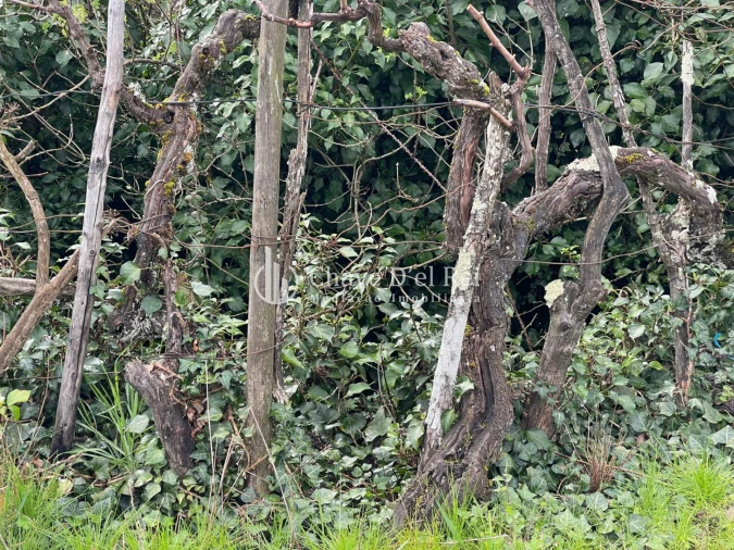 Terreno Misto para Venda em Espinho Foto 13