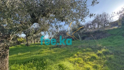 Terreno para Venda em Cebolais de Cima e Retaxo