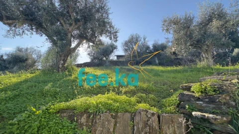 Terreno para Venda em Cebolais de Cima e Retaxo