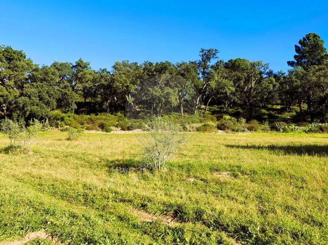 Terreno para Venda em Carregueira