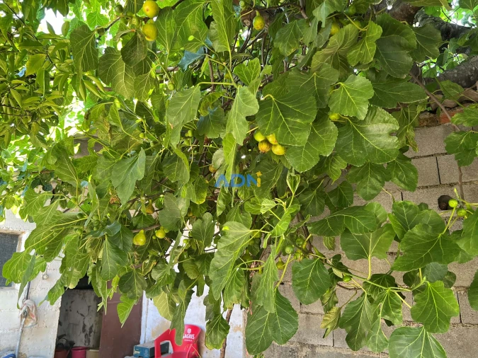 Terreno para Venda em Alcains Foto 7
