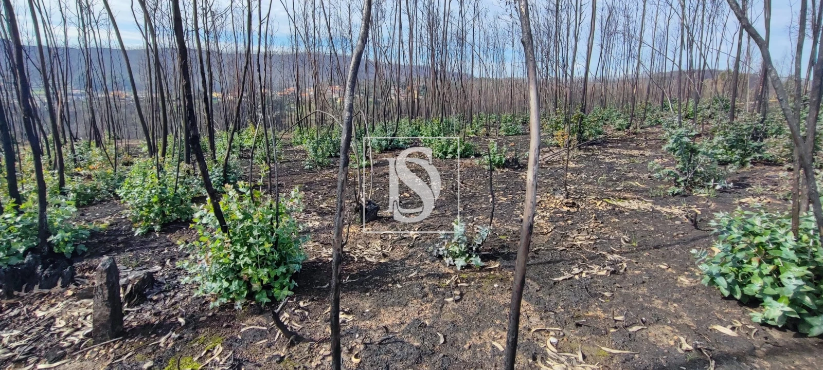 Terreno para Venda em Melres e Medas Foto 6