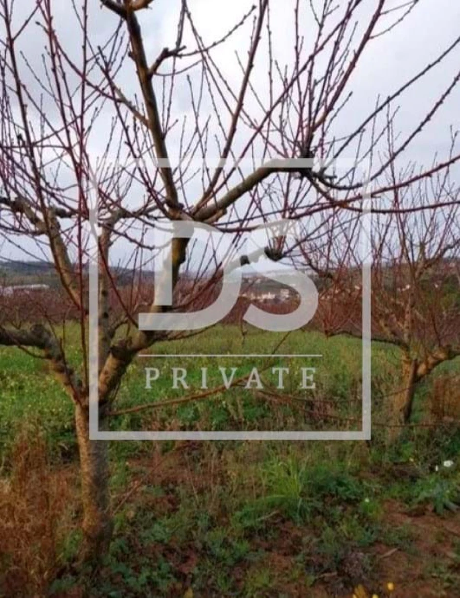 Terreno Agricola ou Rústico para Venda em Azueira e Sobral da Abelheira Foto 6