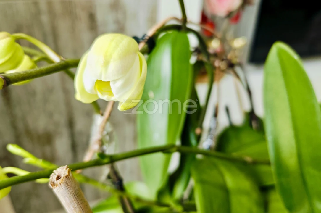 Moradia T3 para Venda em Ferreiras Foto 37