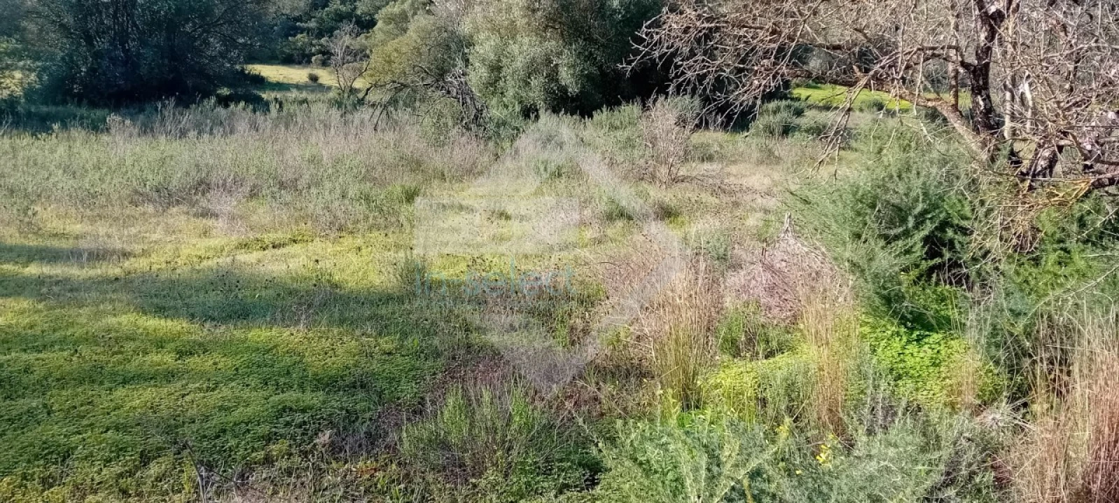Terreno Agricola ou Rústico para Venda em Loule (São Sebastião) Foto 5