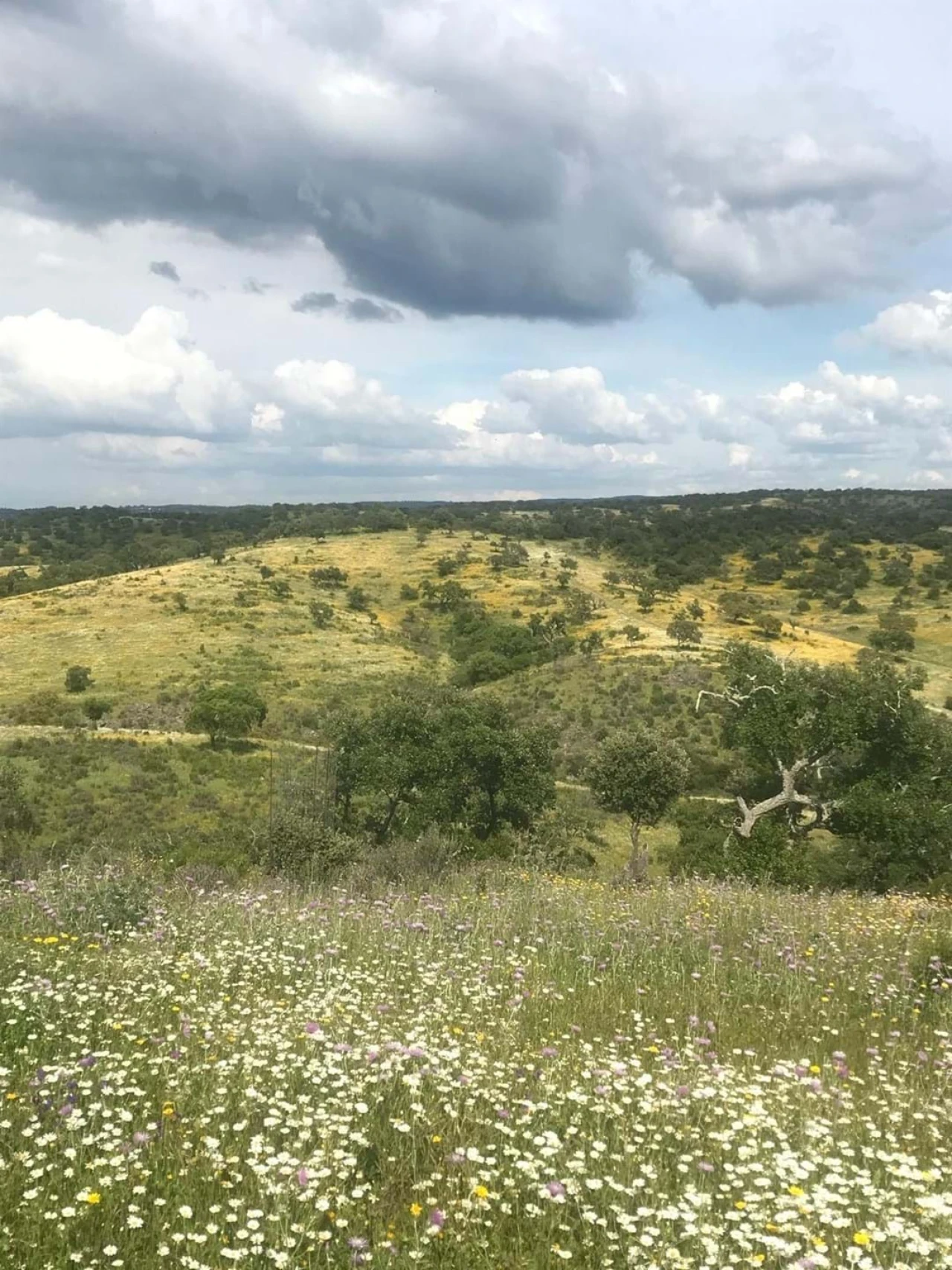 Quinta para Venda em Santo Agostinho e São João Baptista e Santo Amador Foto 12