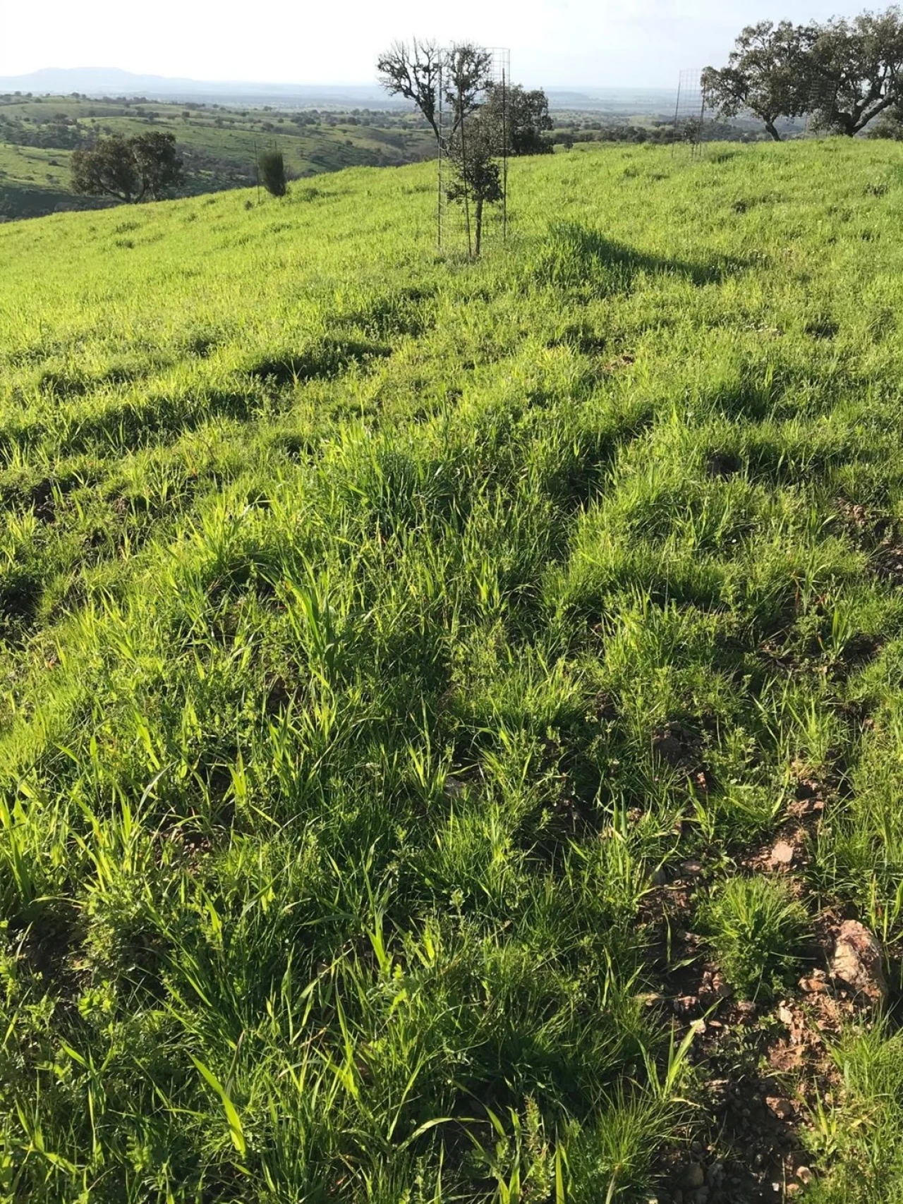 Quinta para Venda em Santo Agostinho e São João Baptista e Santo Amador Foto 16