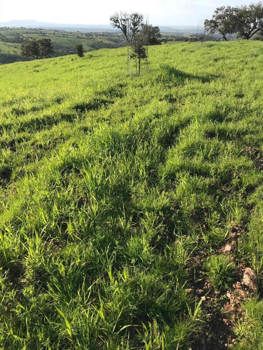 Quinta para Venda em Santo Agostinho e São João Baptista e Santo Amador Foto 16